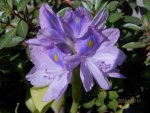 Water hyacinth bloom.JPG