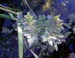 Water parsley closeup.JPG