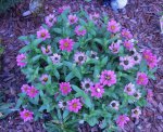 Dark and lighter pink zinnia.JPG