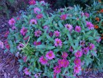 Dark pink zinnia.JPG