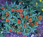 Orange zinnia.JPG