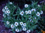 White zinnia.JPG