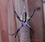 Garden spider.JPG