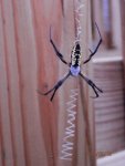 Garden spider next to my deck.JPG