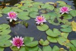 Lilies and frogs.JPG