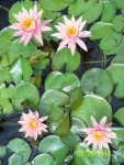 Four peach colored lilies.JPG