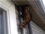 Unwelcome raccoon on house 050111.jpg