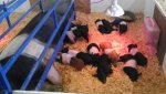 Paige and 13 piglets.jpg