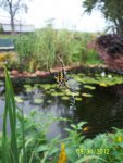 Garden spider by deck.JPG