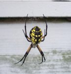 Garden spider close up .JPG