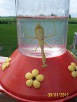 Praying mantis aka hummingbird.JPG