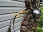 praying mantis on metal flower.JPG