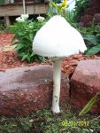 Tall mushroom close up.JPG