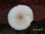 Mushroom top flattened out.JPG