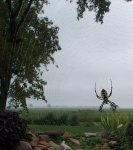 Garden spider 2.JPG