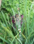 Garden Spider zig zag from under side.JPG