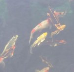 Black baby with orange fins bottom of pic.JPG