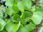 Water hyacinths ready to bloom.JPG