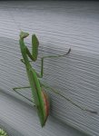 Praying mantis on house close up.JPG