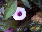 sweet potato vine flower close up.JPG