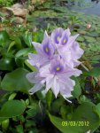 Water hyacinth.JPG