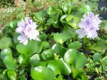 Water hyacinths 3 more to bloom.JPG