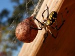 Garden spider with egg sac.JPG