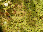 Azolla.JPG