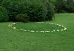 fairy_ring.jpg