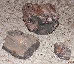 Petrified wood 2.JPG