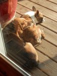 Smokey and Denali soaking up the sun.JPG