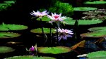 water-lilies-at-longwood-gardens-38085.jpg