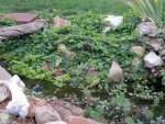 Creeping jenny falling into the waterfall.JPG