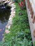 Creeping jenny groundcover.JPG