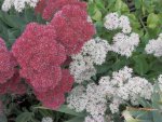 Rose and white sedum.JPG