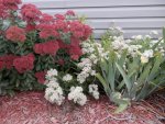 Rose and white sedum height difference.JPG