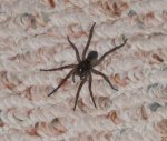 Wolf spider.JPG