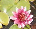 Red late blooming lily.JPG