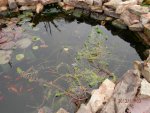 Lilies pruned on shelf in goldfish pond.JPG