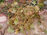 Piles of lily leaf stems.JPG