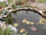 Shelf lilies all pruned back in koi pond.JPG