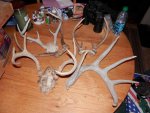 Deer antlers with caps and one large shed.JPG