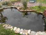 All koi pond lilies gone except lake lily.JPG