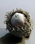 Burr Oak Acorn In Husk.jpg