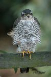 250px-Accipiter_nisus_Meneer_Zjeroen.jpg