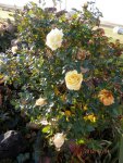 Rose blooming Dec 5.JPG