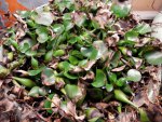 Frosted water hyacinths in garage.JPG