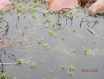 Parrots feather in waterfall pool.JPG