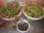 Water Hyacinth Azolla and Umbrella plant in garage.JPG