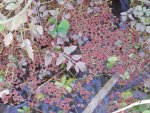 Azolla in red with parsley and clover .JPG